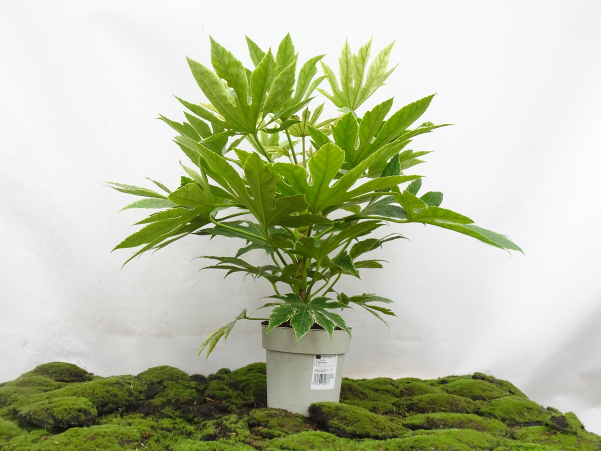 ARALIA SPIDER WEB M-21
