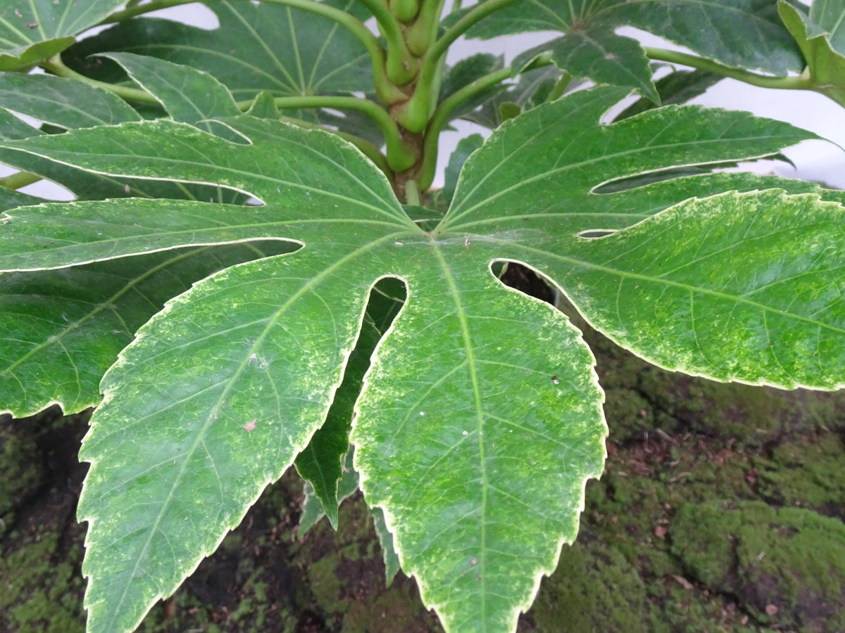 ARALIA SPIDER WEB M-21