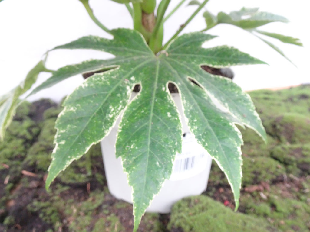 ARALIA SPIDER WEB M-21