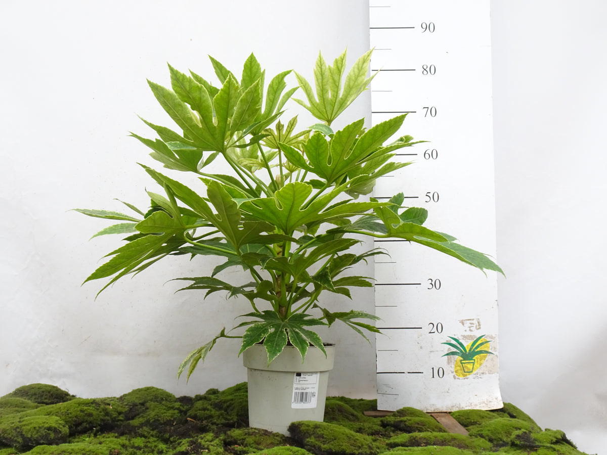 ARALIA SPIDER WEB M-21