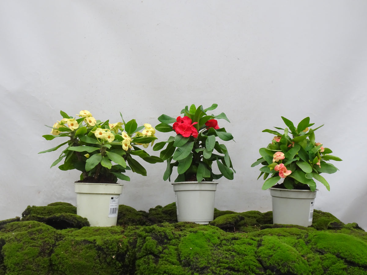EUPHORBIA SIRAYA M-17