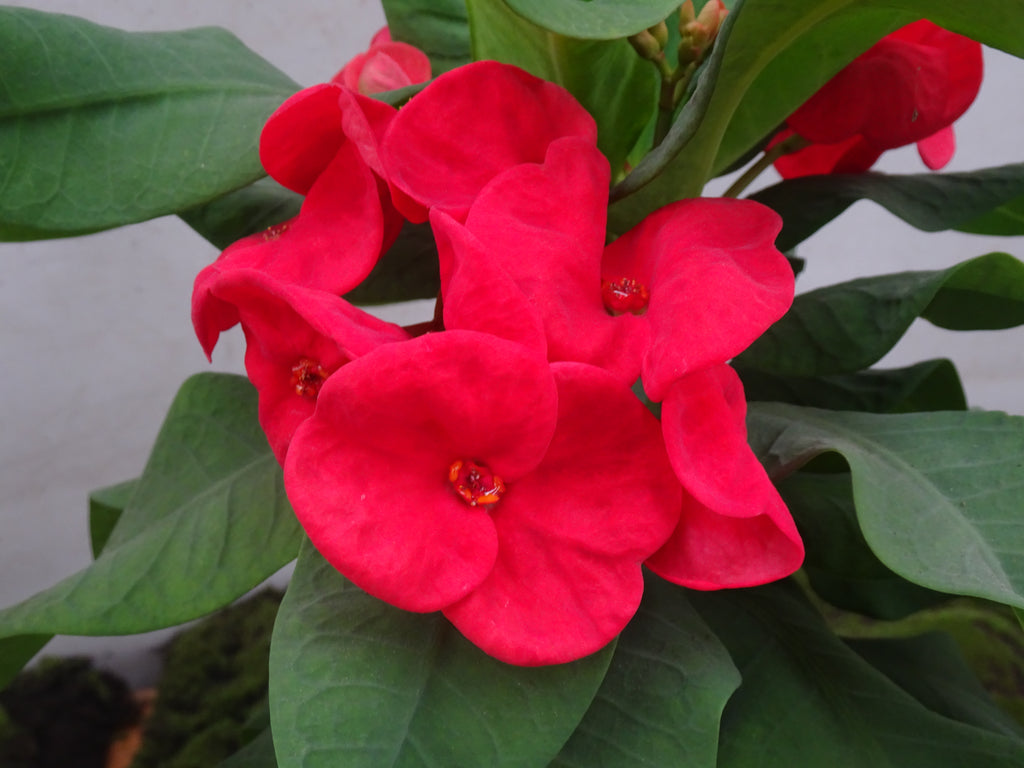 EUPHORBIA SIRAYA M-17