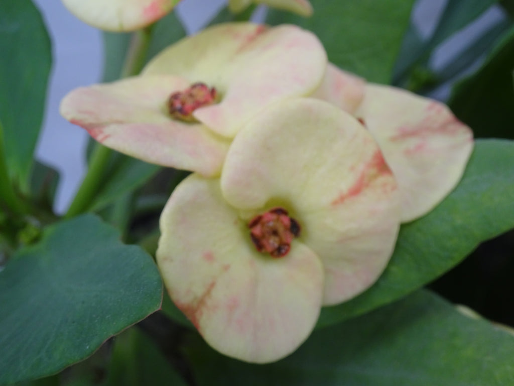 EUPHORBIA SIRAYA M-17
