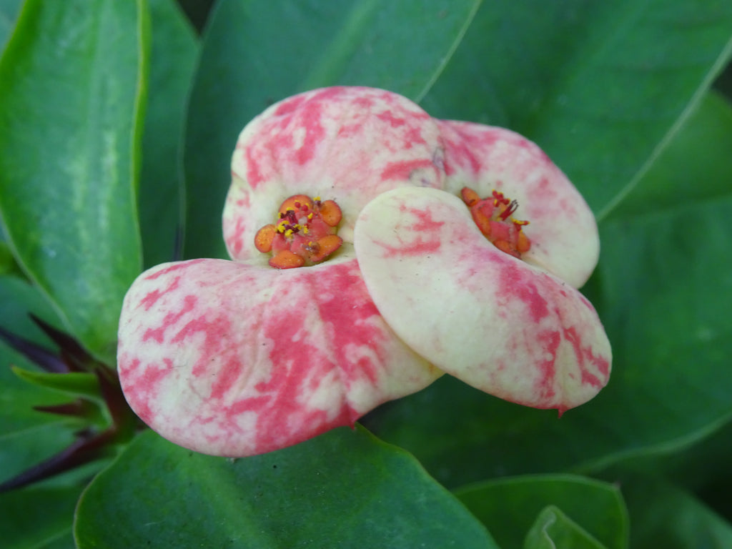 EUPHORBIA SIRAYA M-17