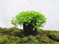 OREGANO PROSTRATUS M-14