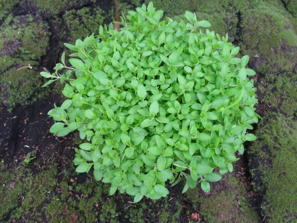 OREGANO PROSTRATUS M-14