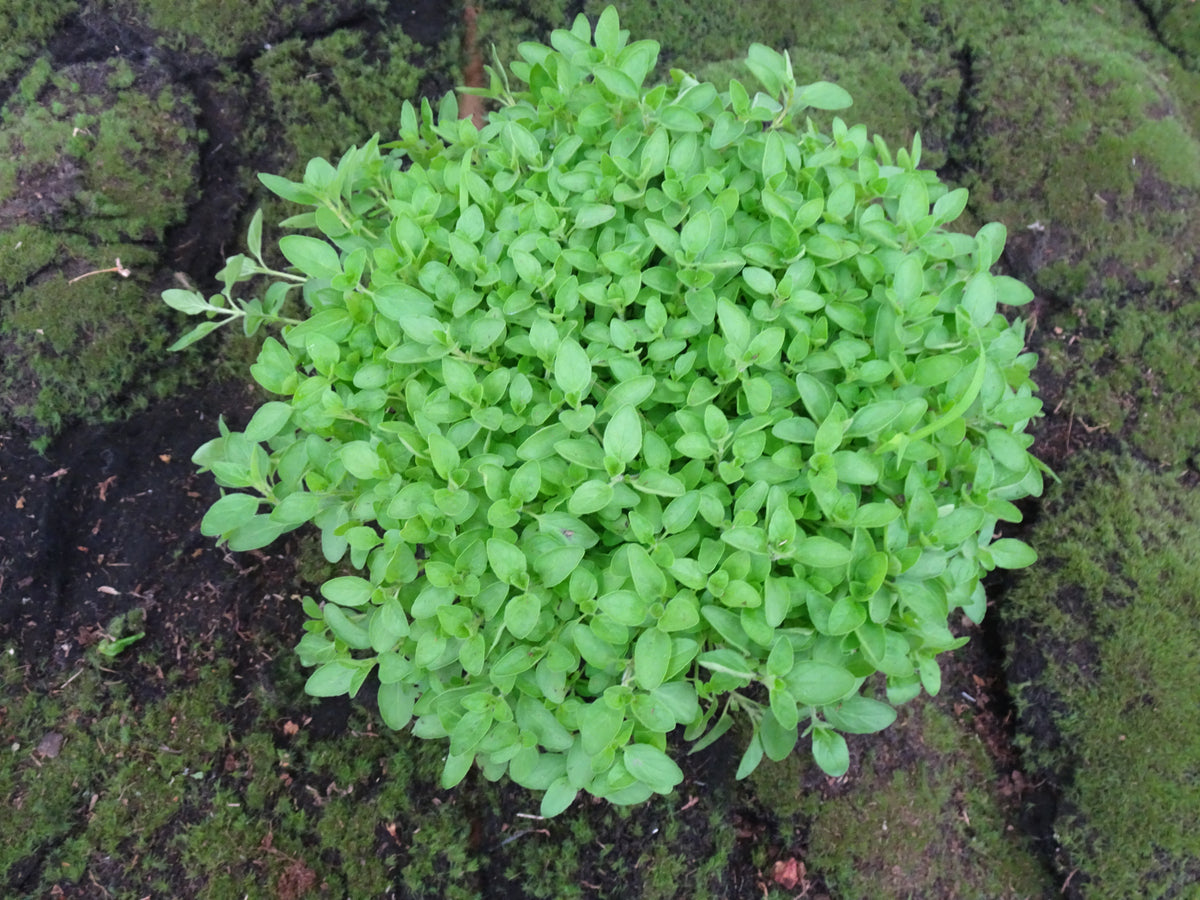 OREGANO PROSTRATUS M-14