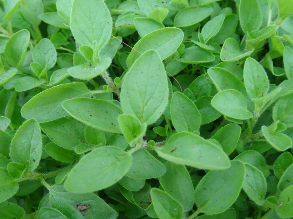 OREGANO PROSTRATUS M-14