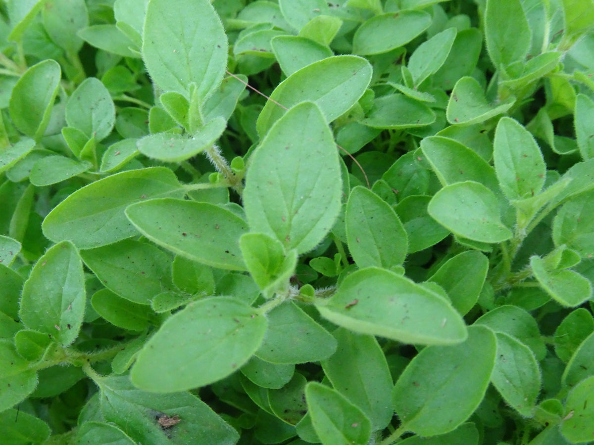 OREGANO PROSTRATUS M-14