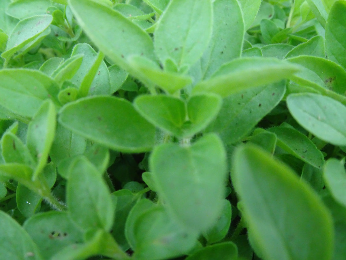 OREGANO PROSTRATUS M-14