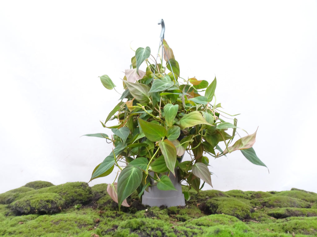PHILODENDROM SCANDENS MICANS M-20