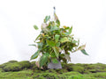 PHILODENDROM SCANDENS MICANS M-20