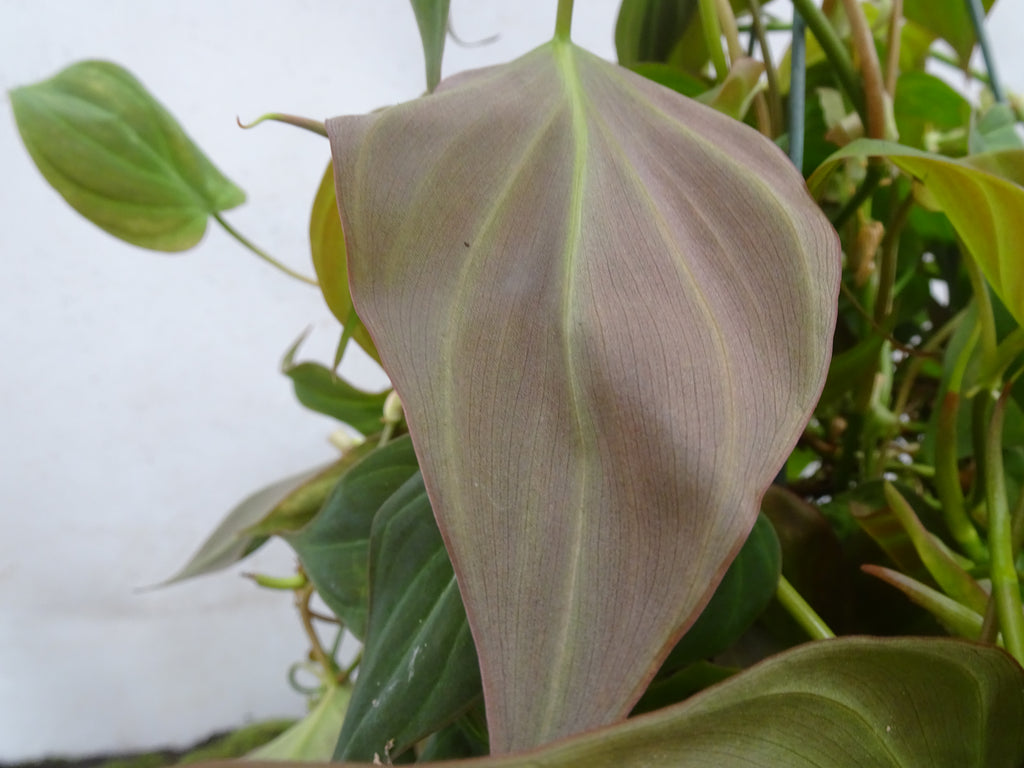 PHILODENDROM SCANDENS MICANS M-20