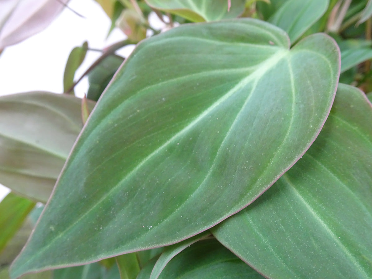 PHILODENDROM SCANDENS MICANS M-20