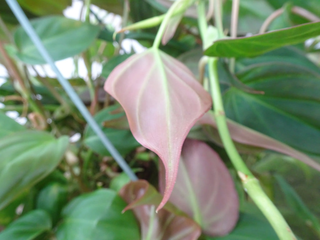 PHILODENDROM SCANDENS MICANS M-20