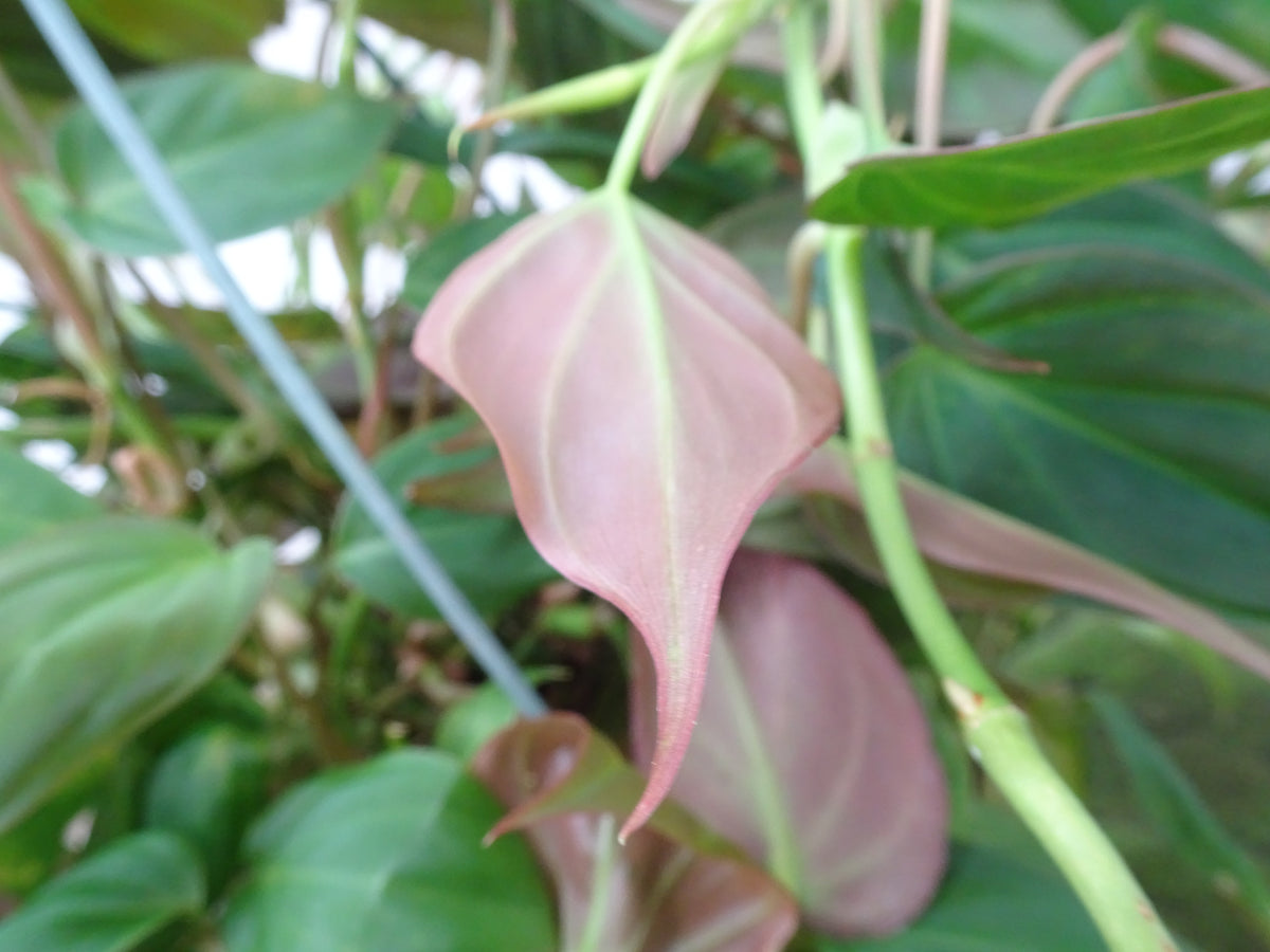 PHILODENDROM SCANDENS MICANS M-20