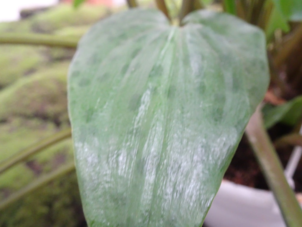 DRIMIOPSIS MACULATA M-15