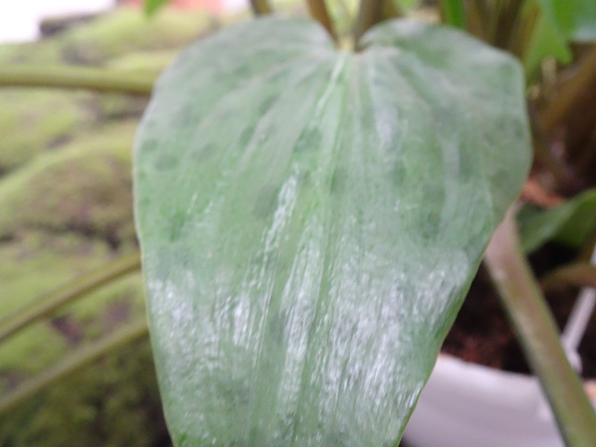 DRIMIOPSIS MACULATA M-15