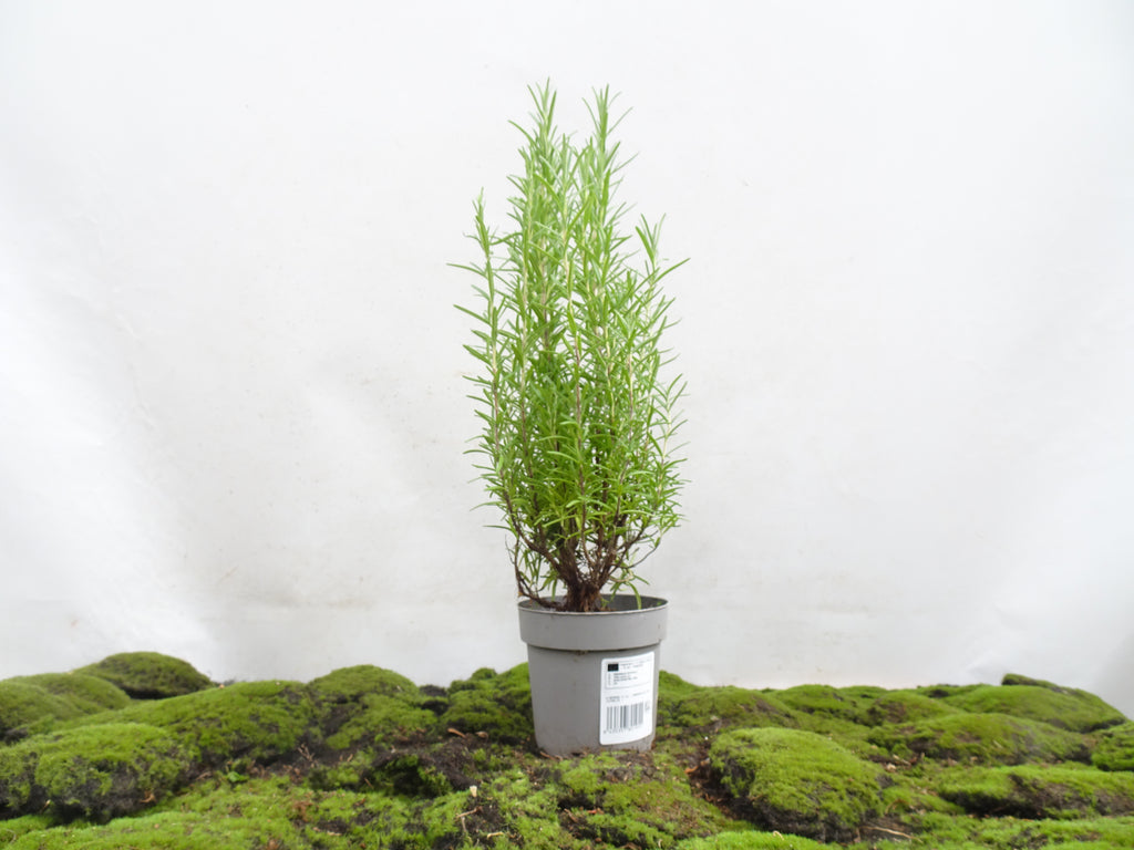 ROMERO OFFICINALIS M-13
