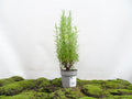 ROMERO OFFICINALIS M-13