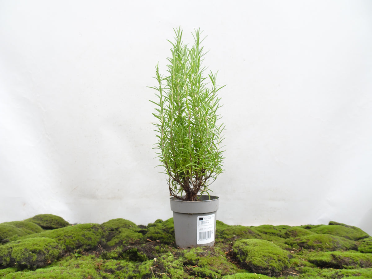 ROMERO OFFICINALIS M-13