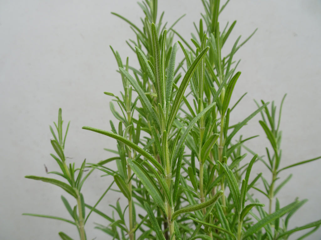ROMERO OFFICINALIS M-13