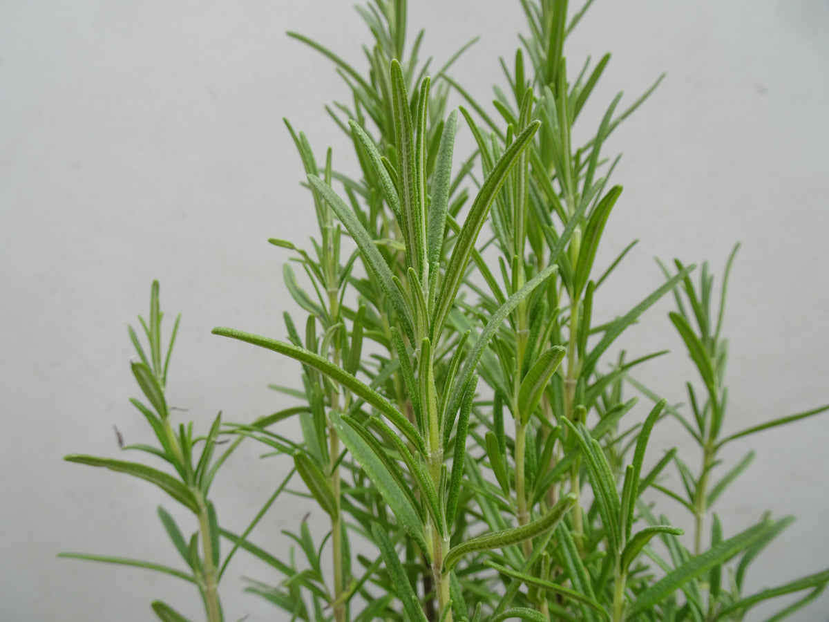 ROMERO OFFICINALIS M-13