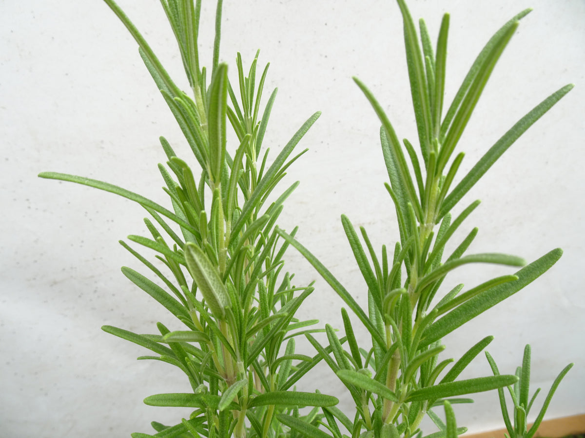 ROMERO OFFICINALIS M-13