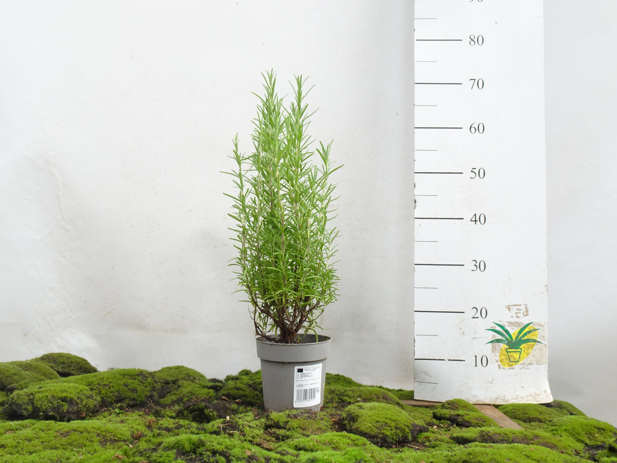 ROMERO OFFICINALIS M-13