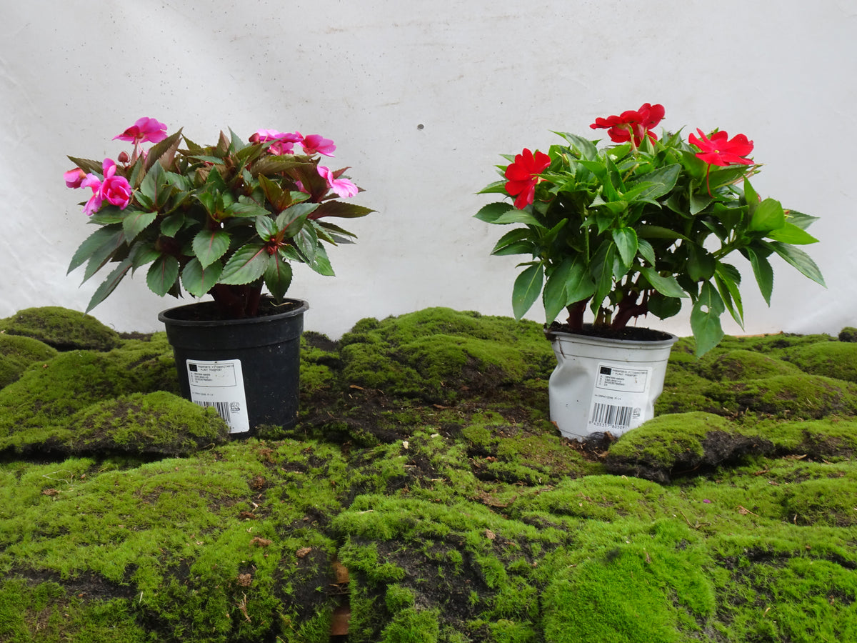 IMPATIENS NUEVA GUINEA M-14