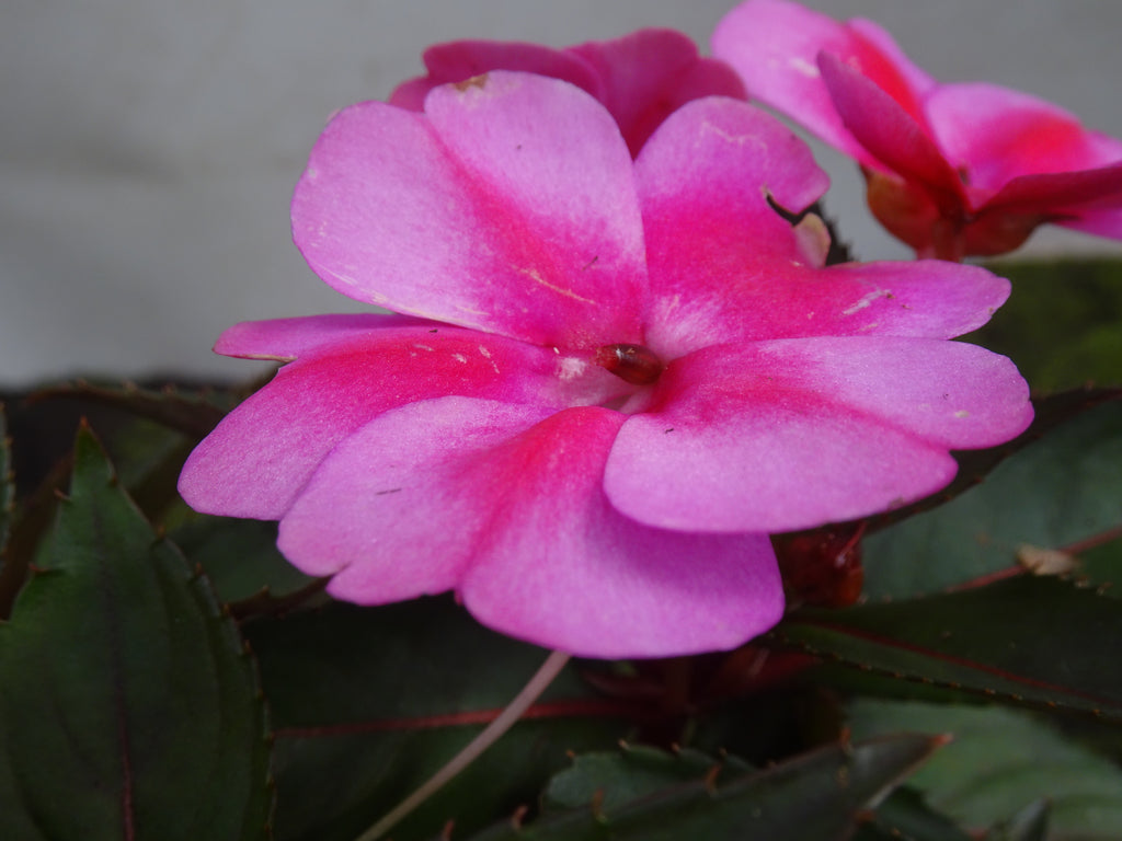 IMPATIENS NUEVA GUINEA M-14
