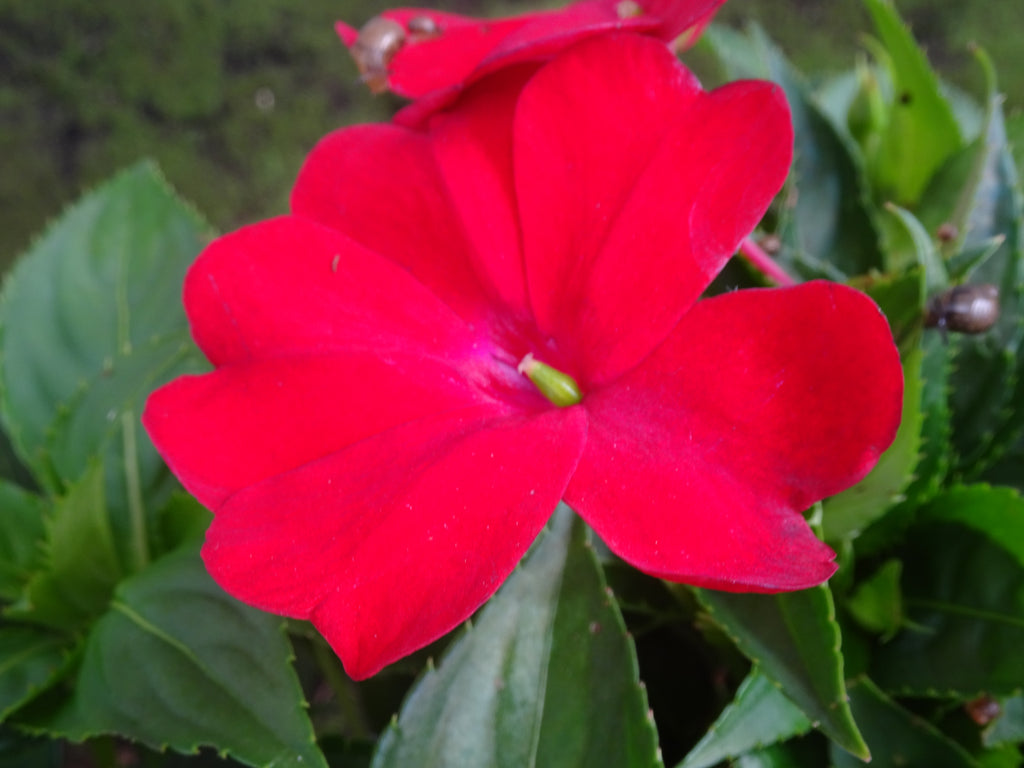 IMPATIENS NUEVA GUINEA M-14