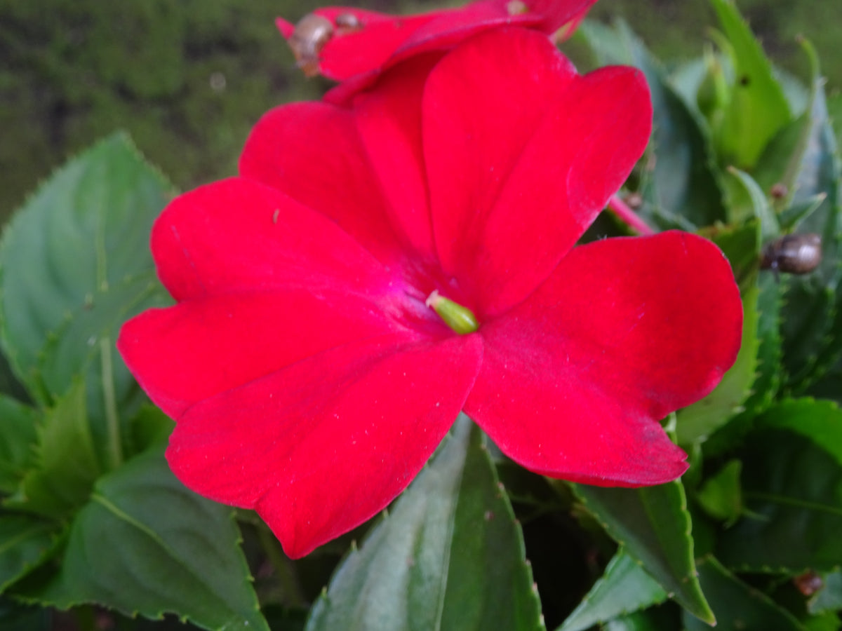 IMPATIENS NUEVA GUINEA M-14