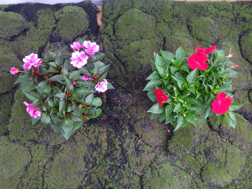 IMPATIENS NUEVA GUINEA M-14