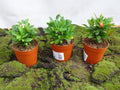 EUPHORBIA MILI M-14