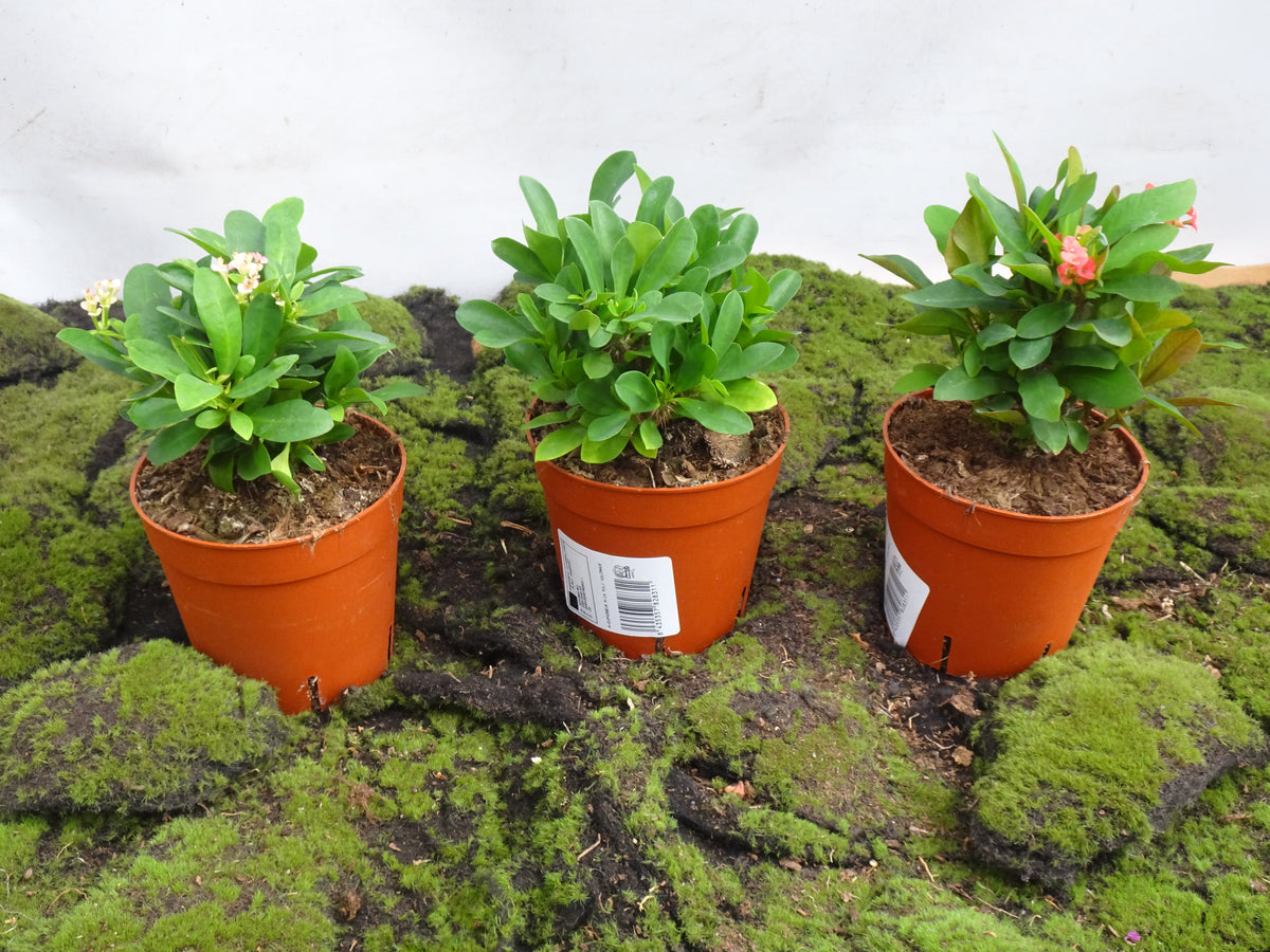 EUPHORBIA MILI M-14