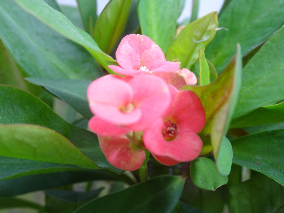 EUPHORBIA MILI M-14