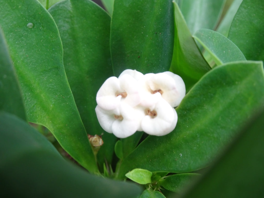EUPHORBIA MILI M-14