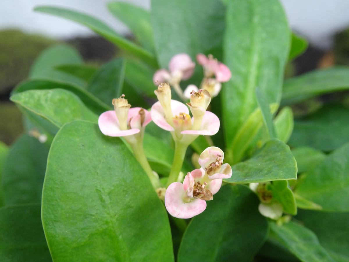 EUPHORBIA MILI M-14