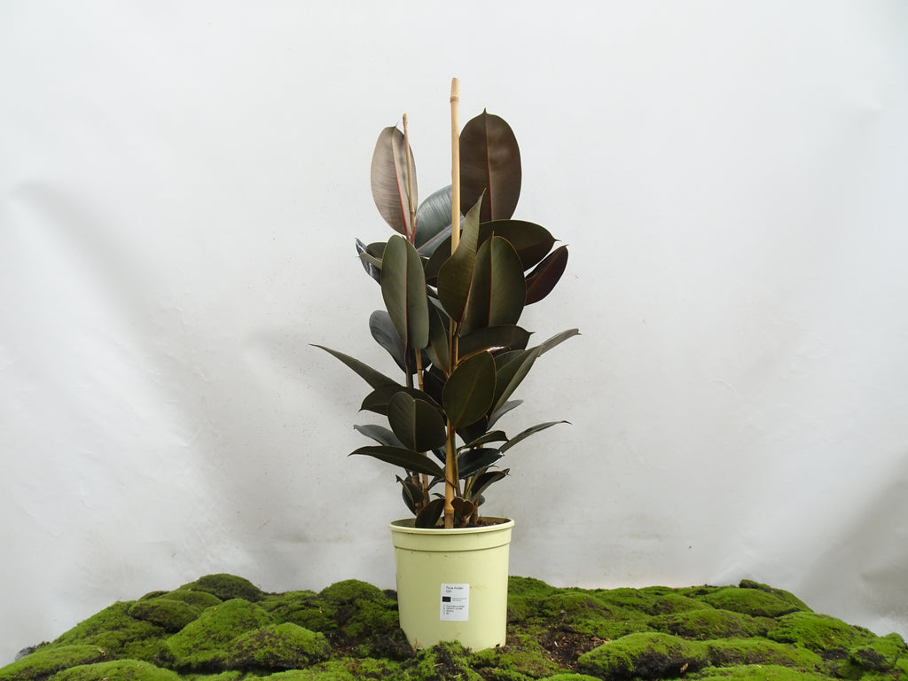 FICUS ELÁSTICA ABIDJAN M-20