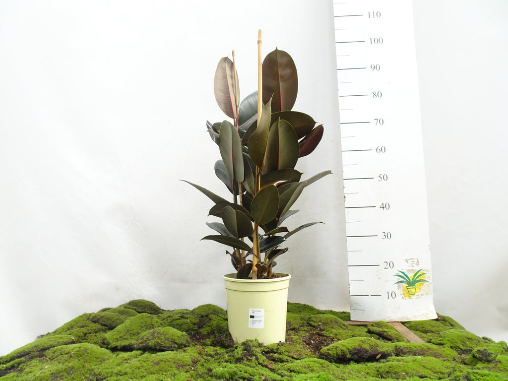 FICUS ELÁSTICA ABIDJAN M-20