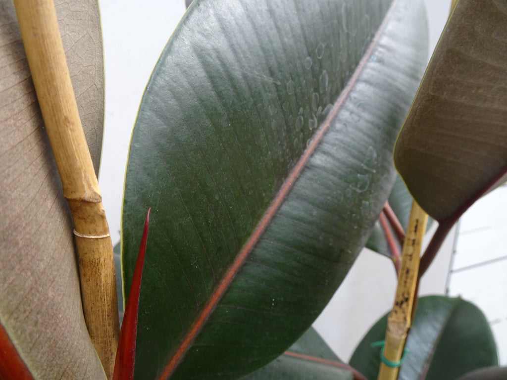 FICUS ELÁSTICA ABIDJAN M-20