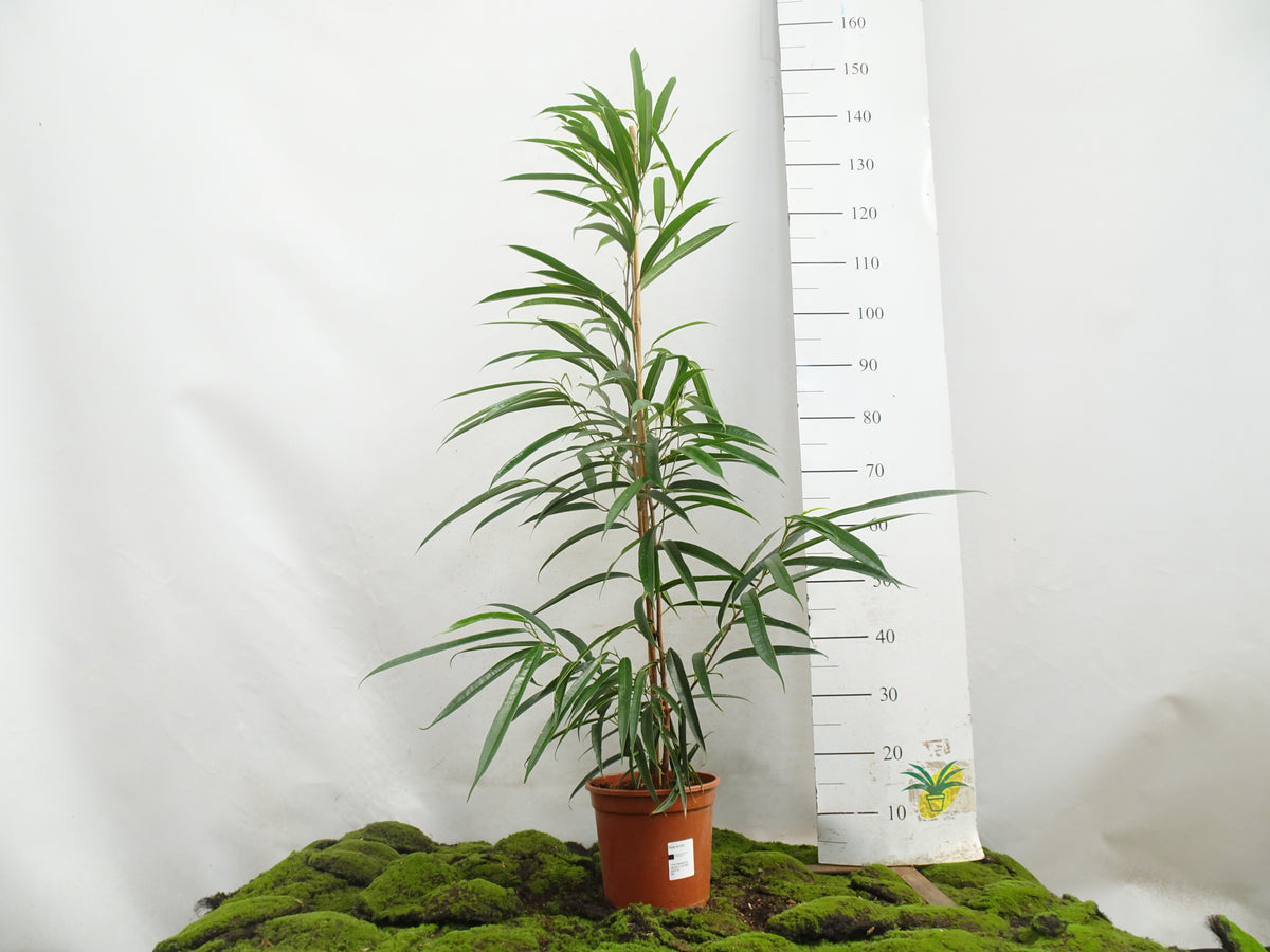 FICUS ALII M-20