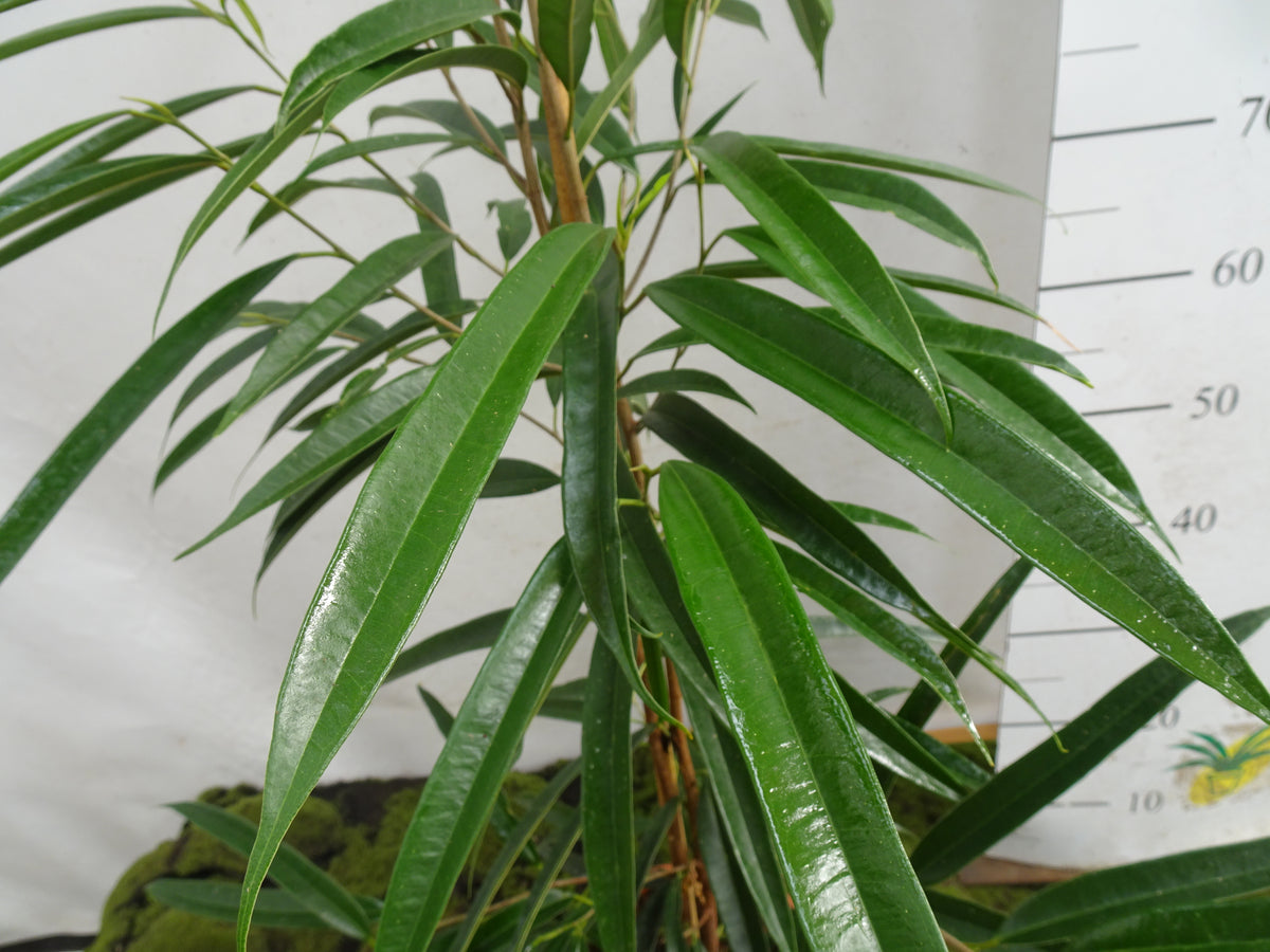 FICUS ALII M-20