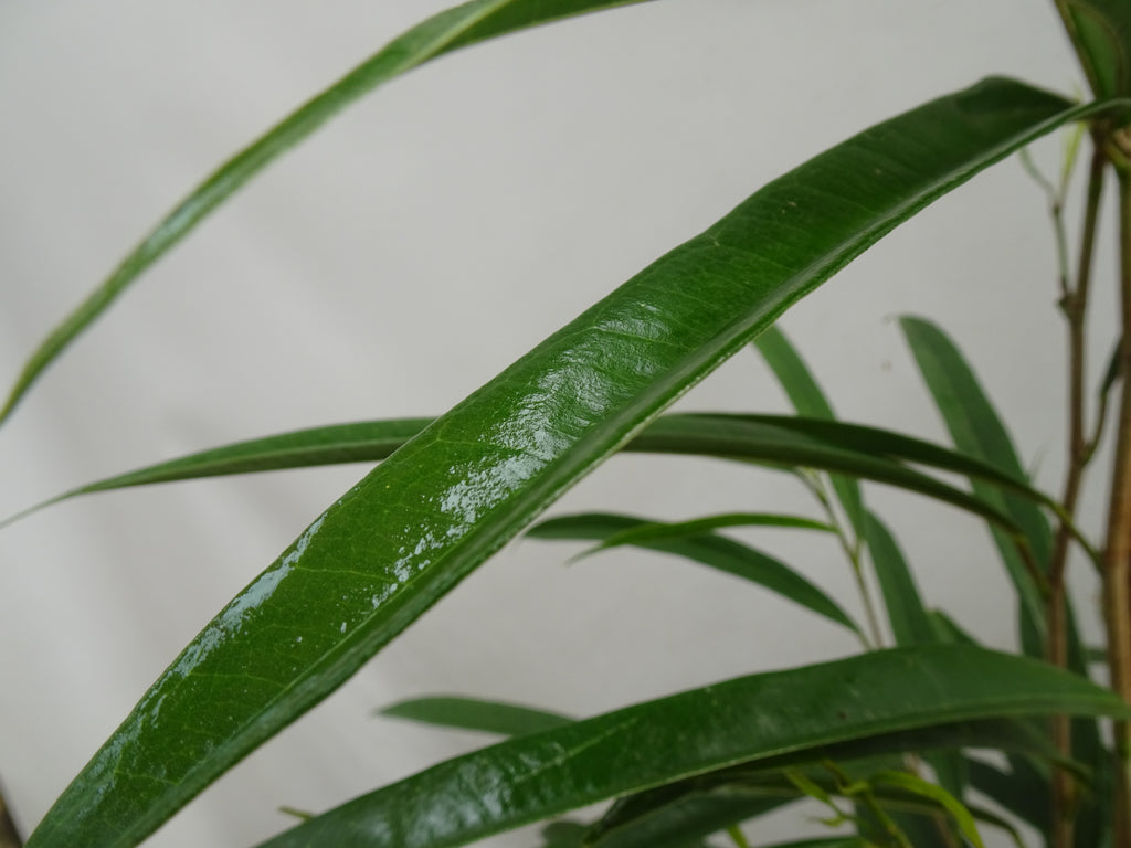 FICUS ALII M-20