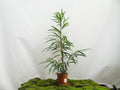 FICUS ALII M-20
