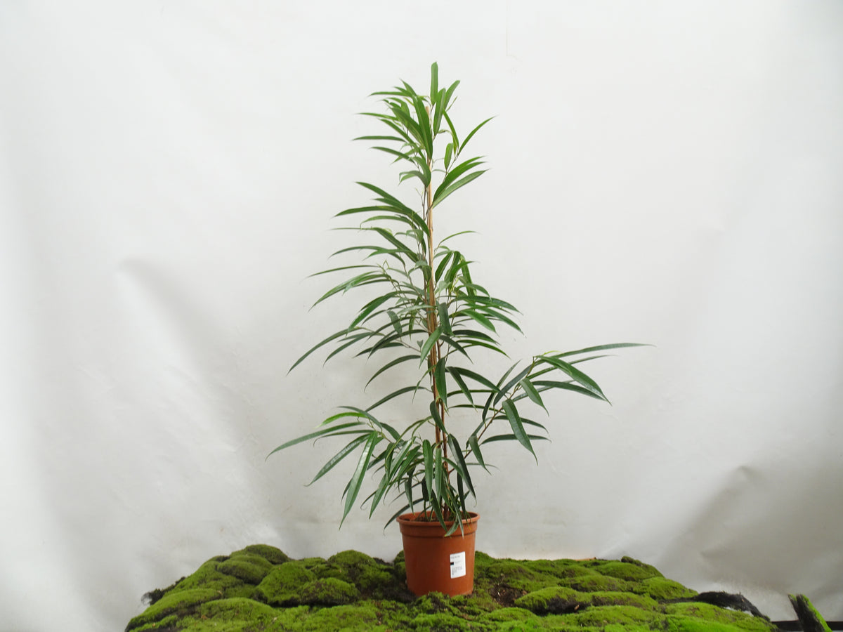 FICUS ALII M-20