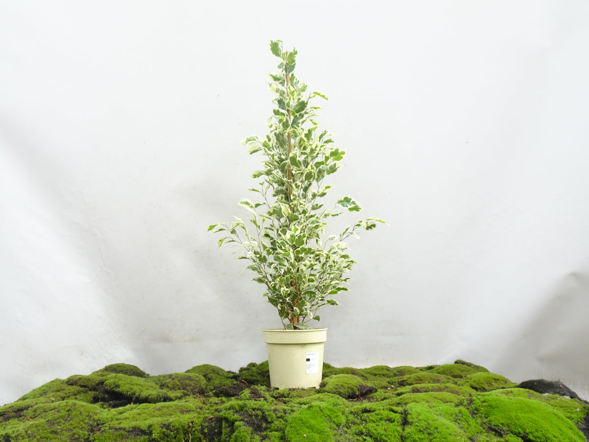 FICUS BENJAMIMA TWILIGHT M-17