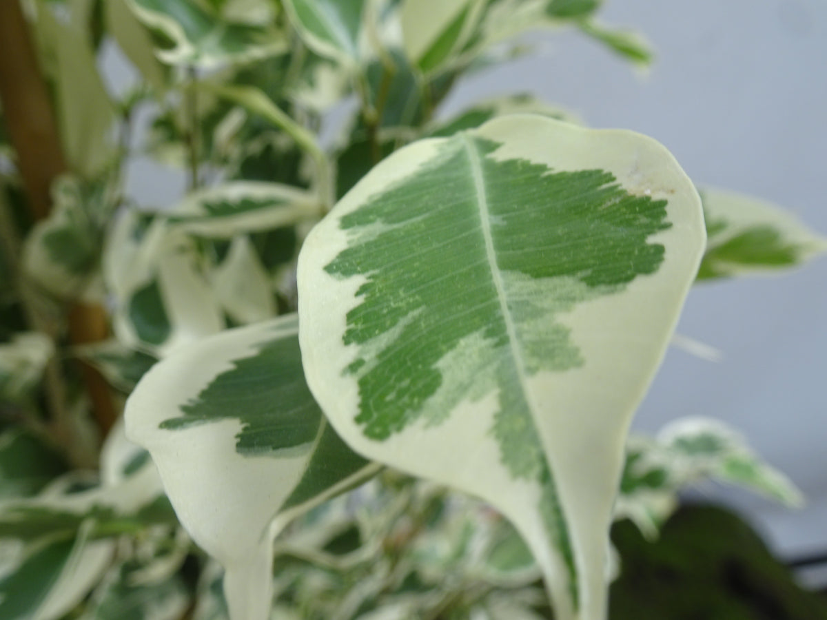 FICUS BENJAMIMA TWILIGHT M-17