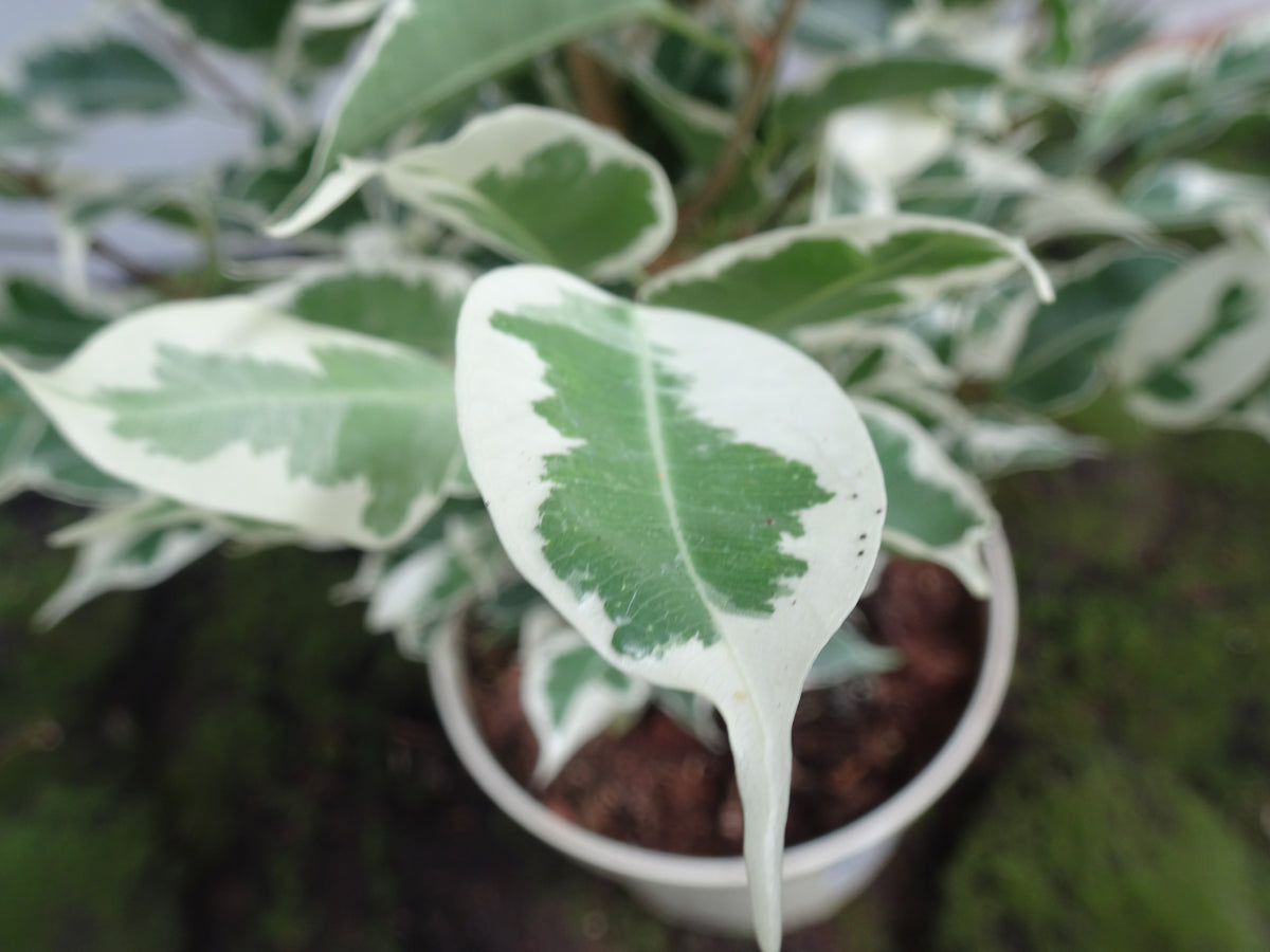 FICUS BENJAMIMA TWILIGHT M-17